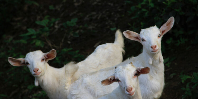Legend Dairy Farm Comes to Rio Vista